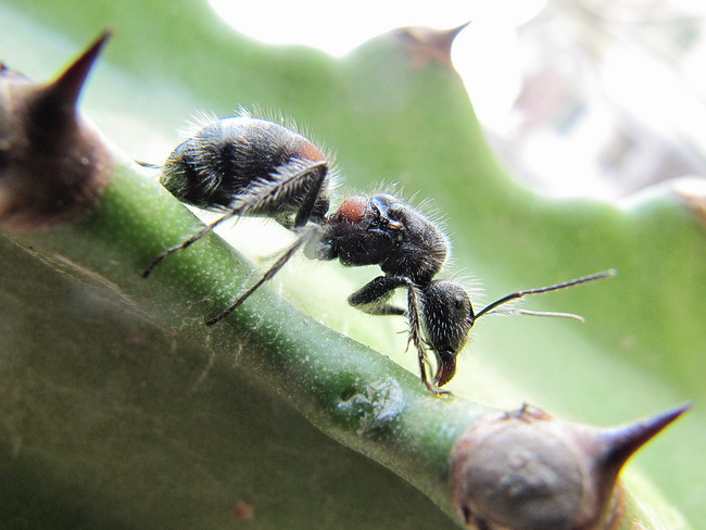 Camponotus xiangban